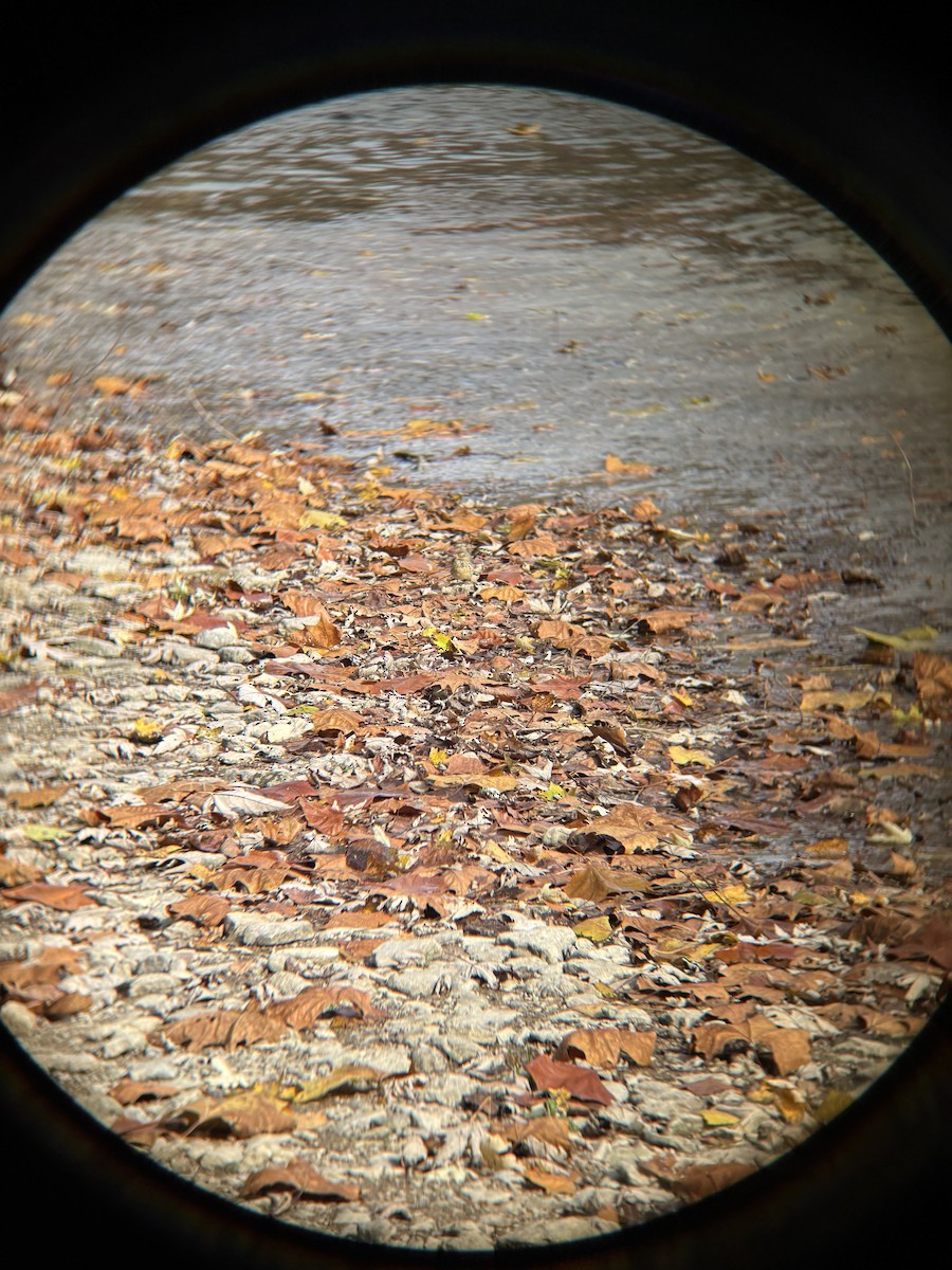 linduška tundrová - ML645087630