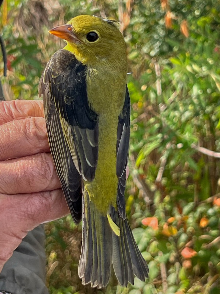 Scarlet Tanager - ML645087632