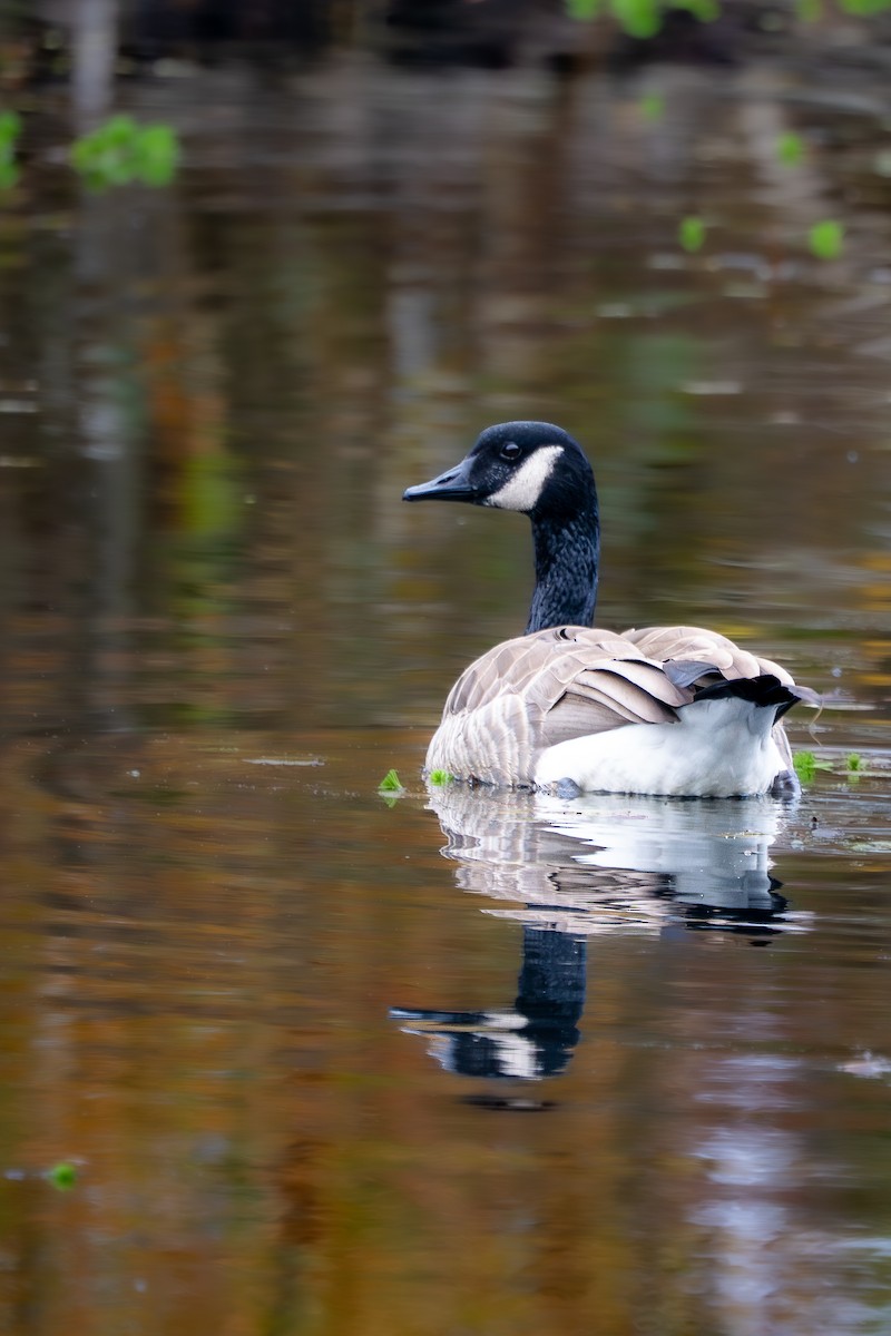 berneška velká - ML645087635