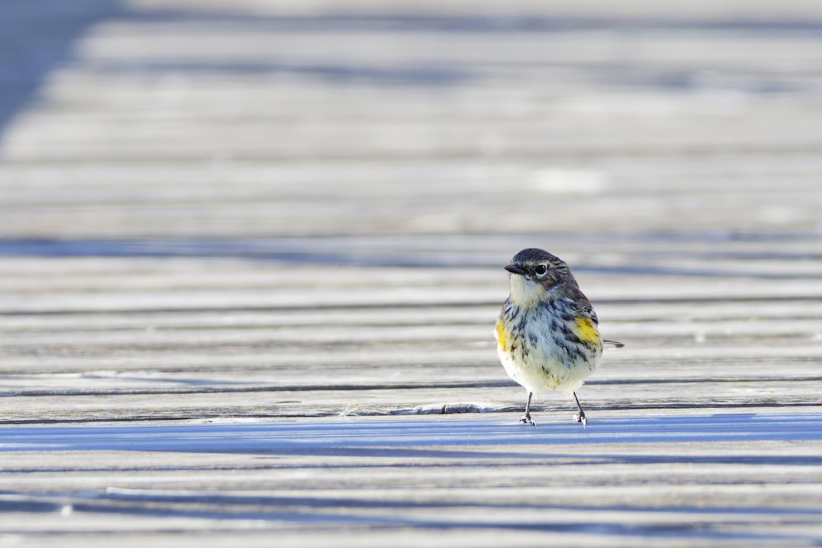 Yellow-rumped Warbler - ML645087640
