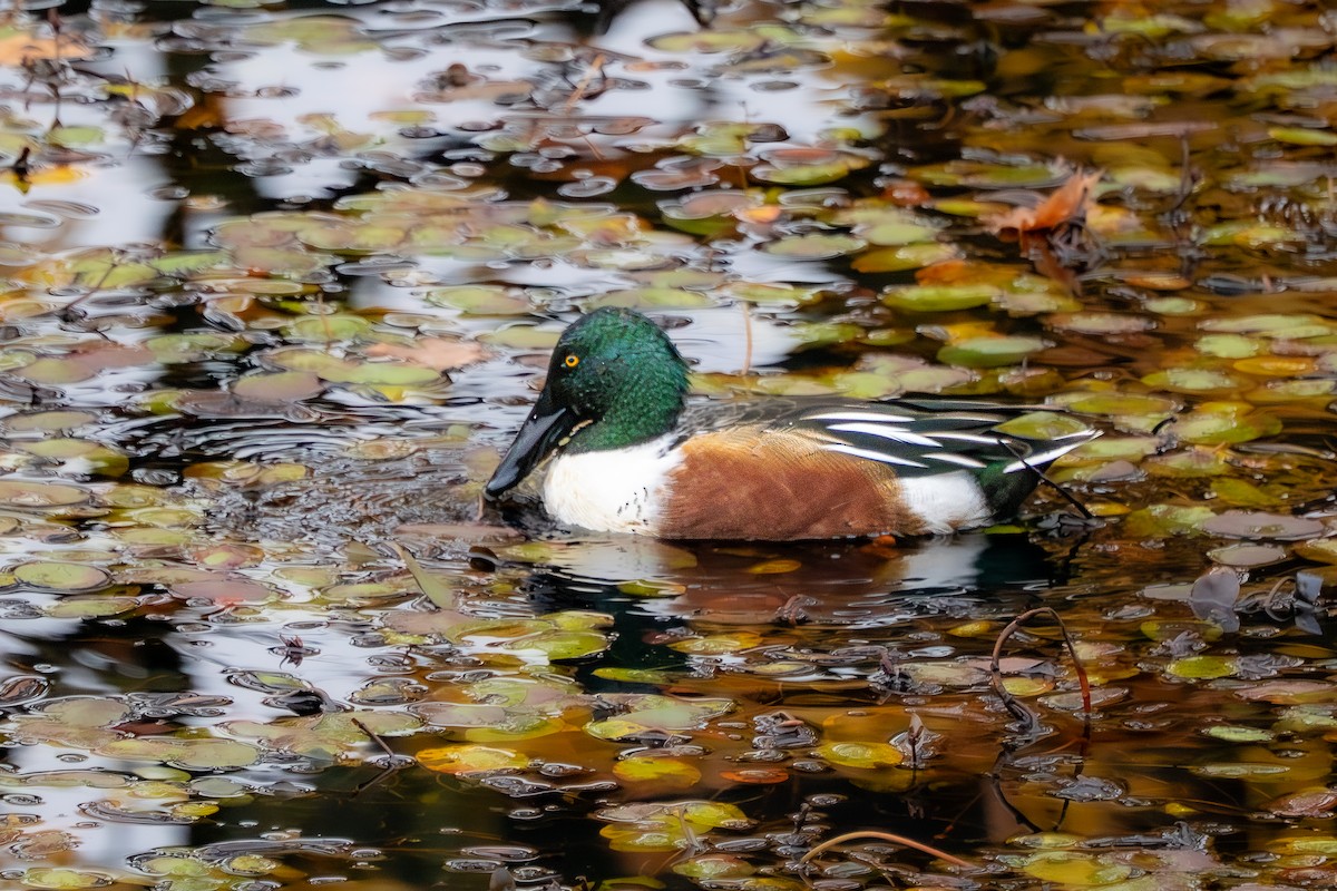 lžičák pestrý - ML645087655