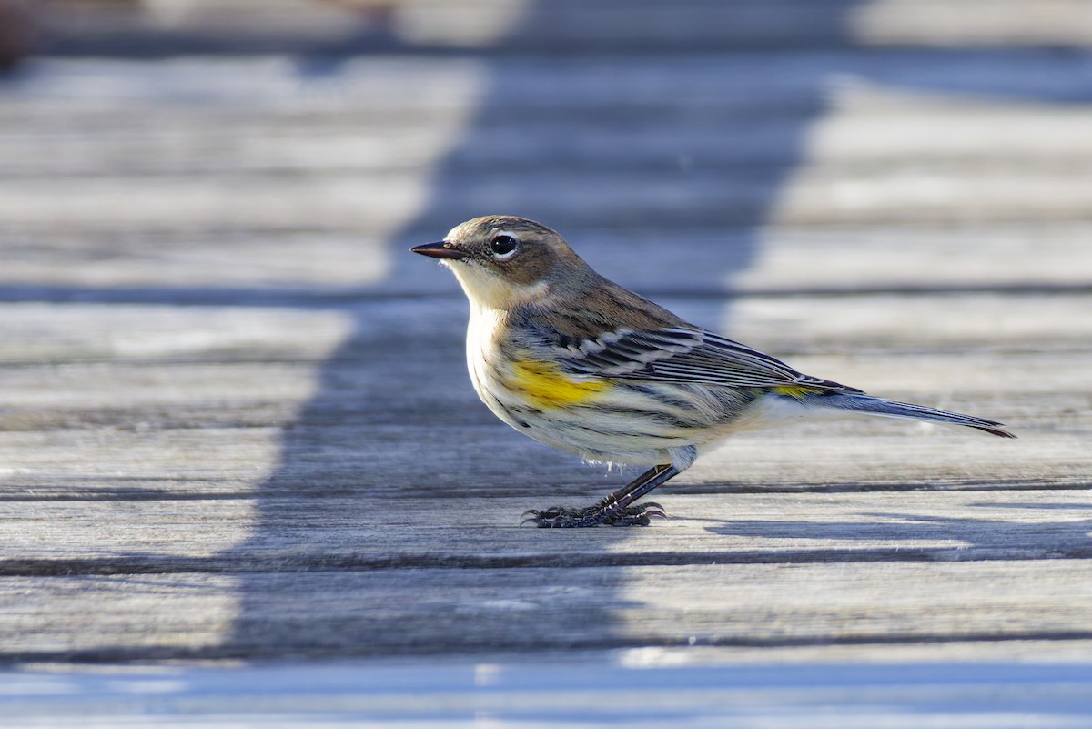 Yellow-rumped Warbler - ML645087660