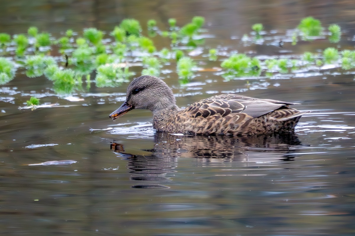 kopřivka obecná - ML645087661