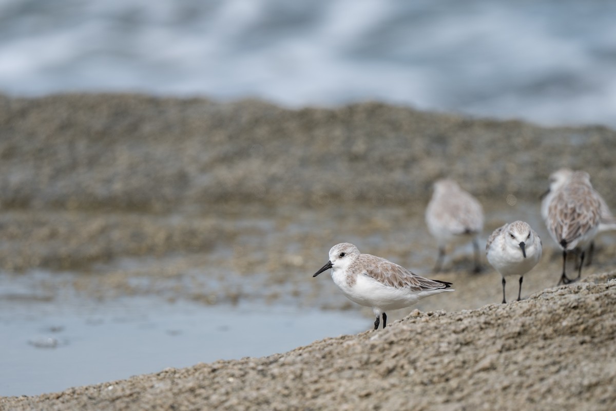 Sanderling - ML645087668