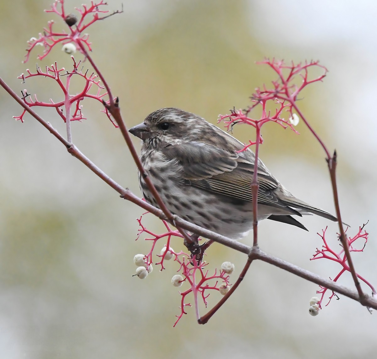 Purple Finch - ML645087671