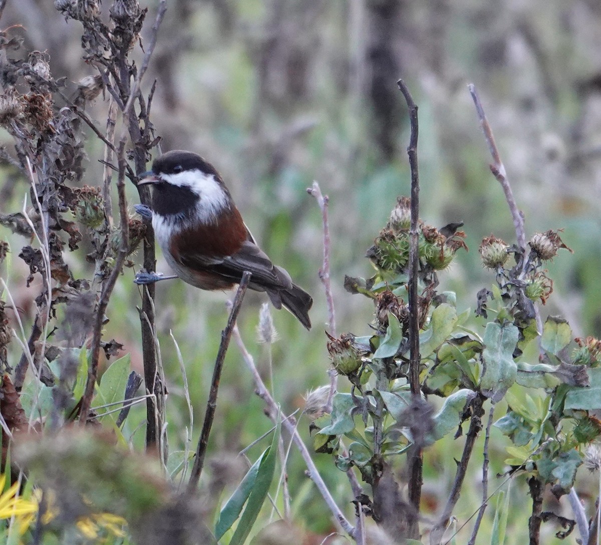 Chestnut-backed Chickadee - ML645087672