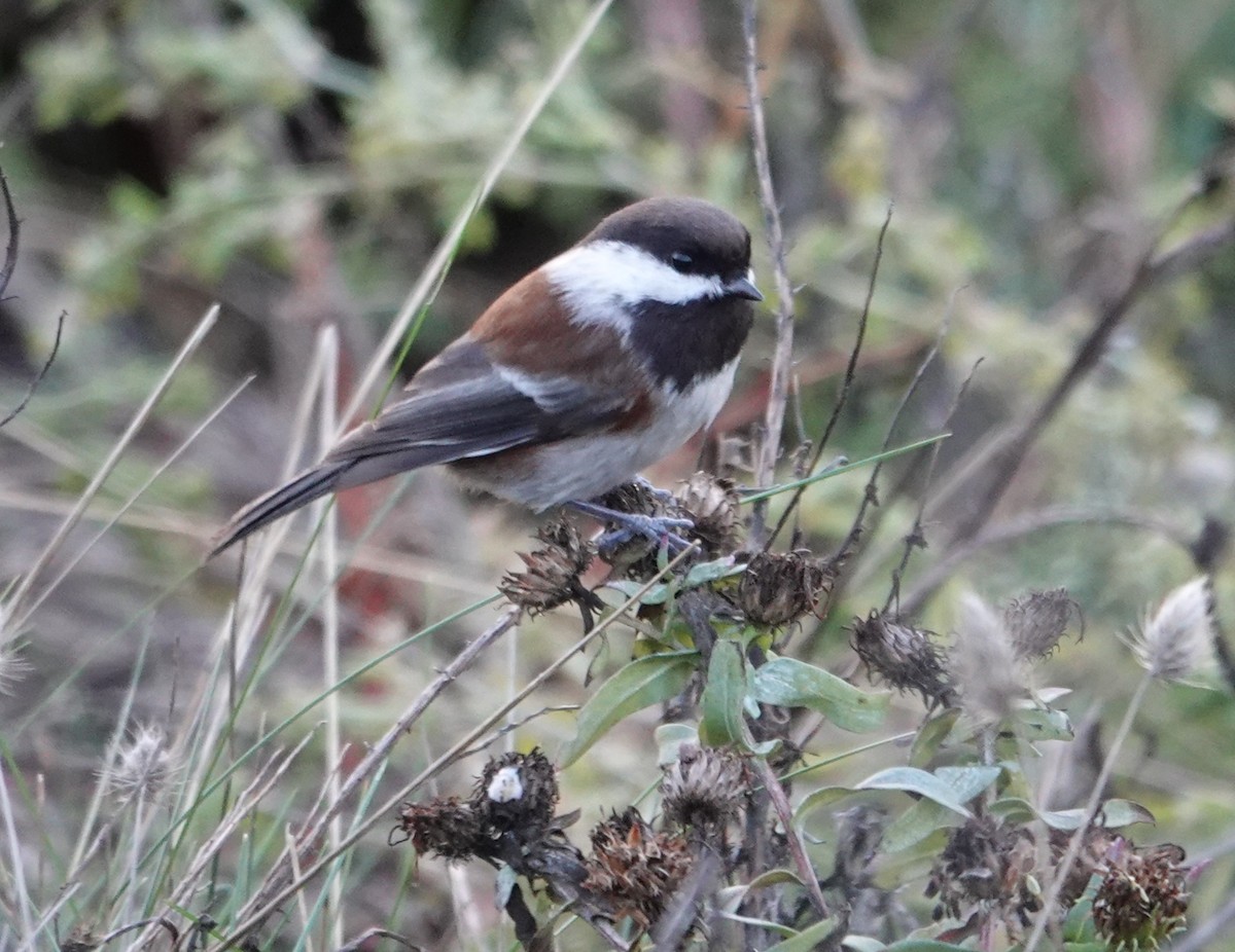 Chestnut-backed Chickadee - ML645087673