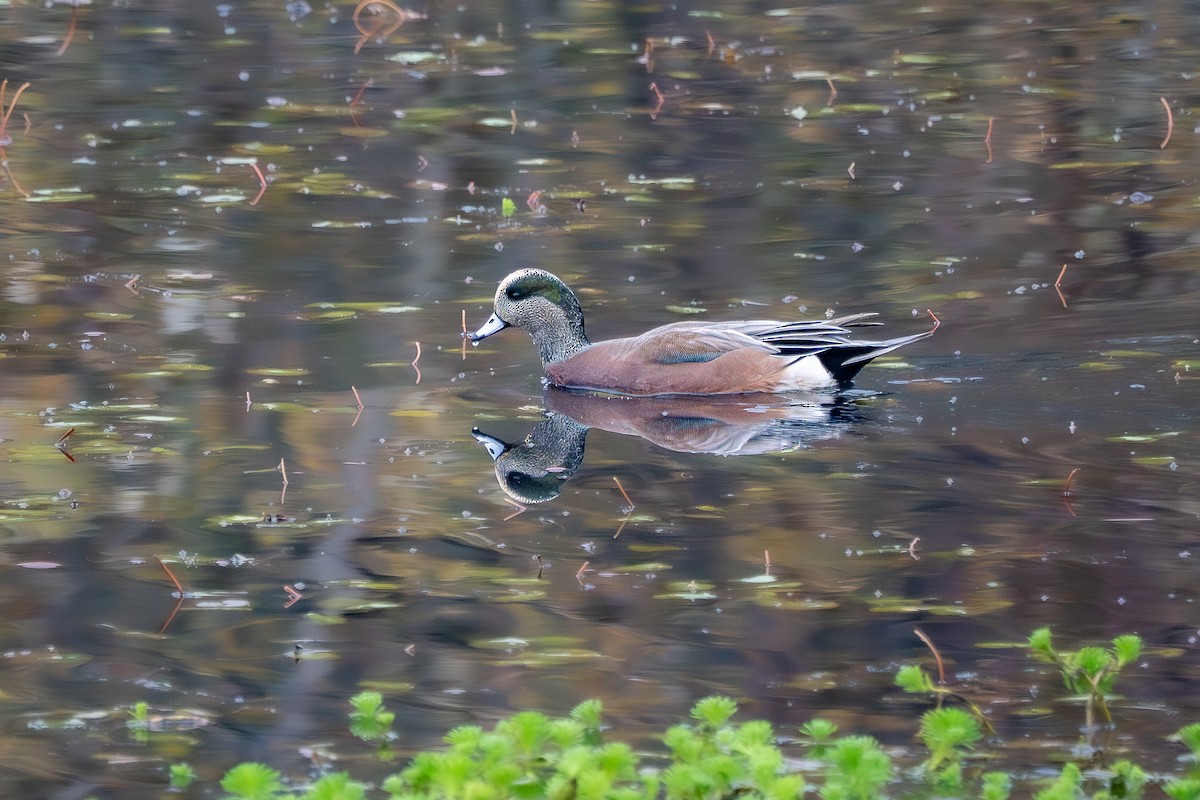 hvízdák americký - ML645087680