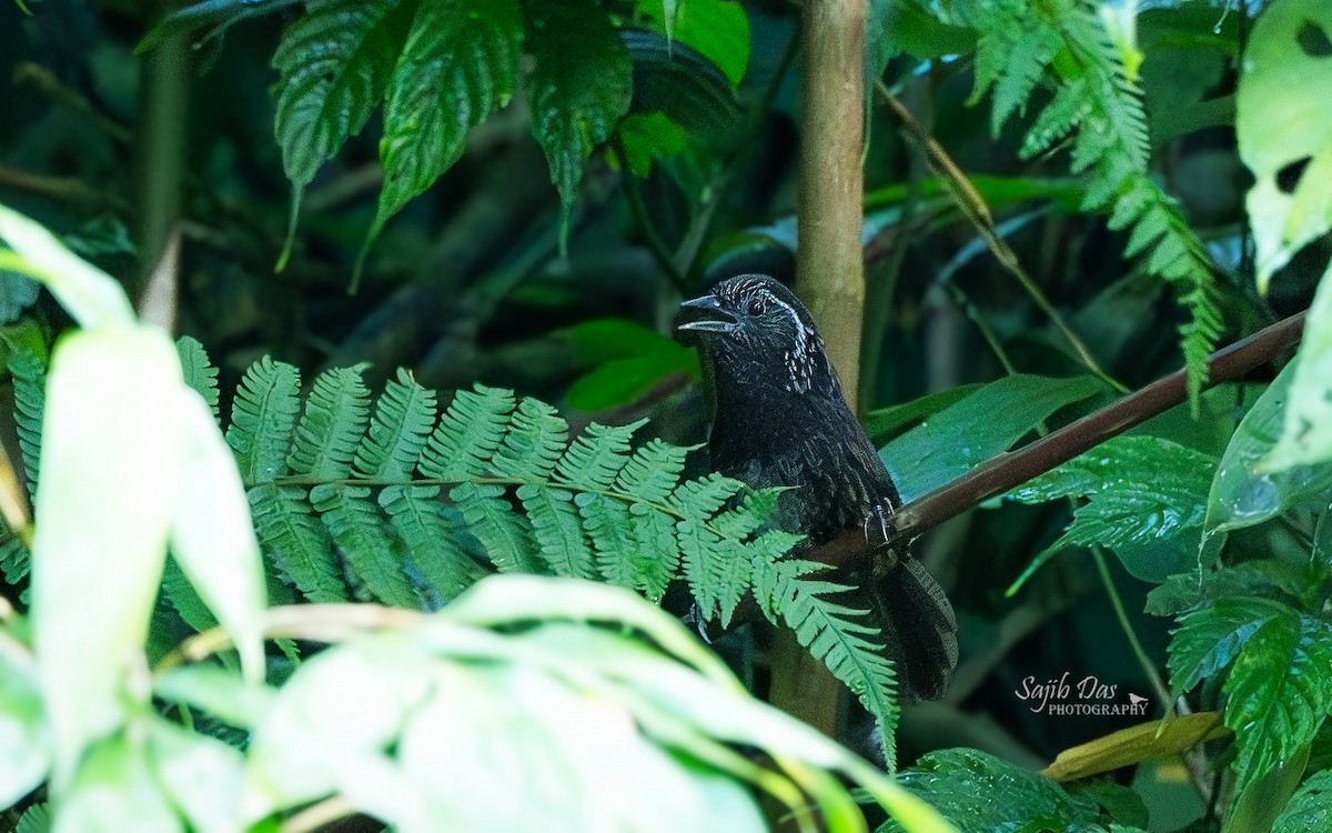 Sikkim Wedge-billed Babbler - ML645087682