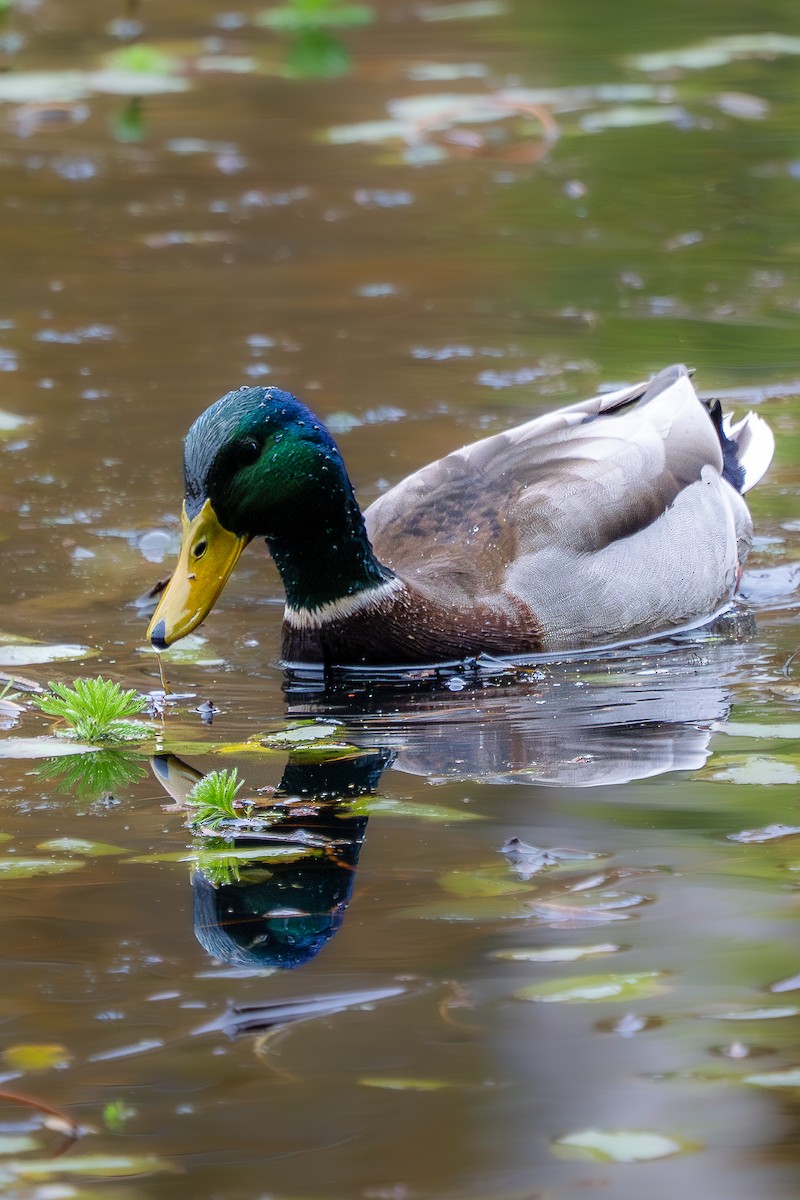 kachna divoká - ML645087685