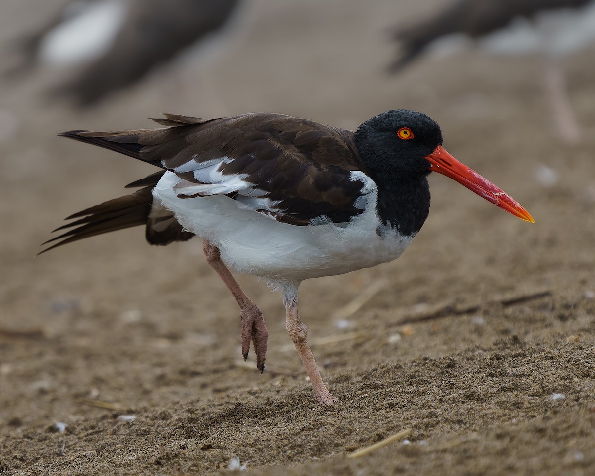 American Oystercatcher - ML645087687