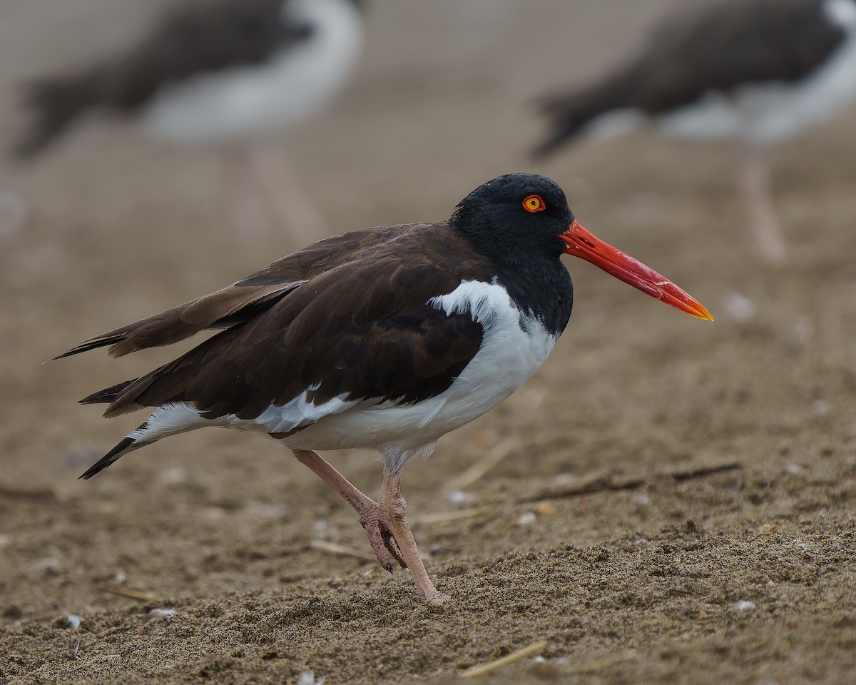 American Oystercatcher - ML645087688