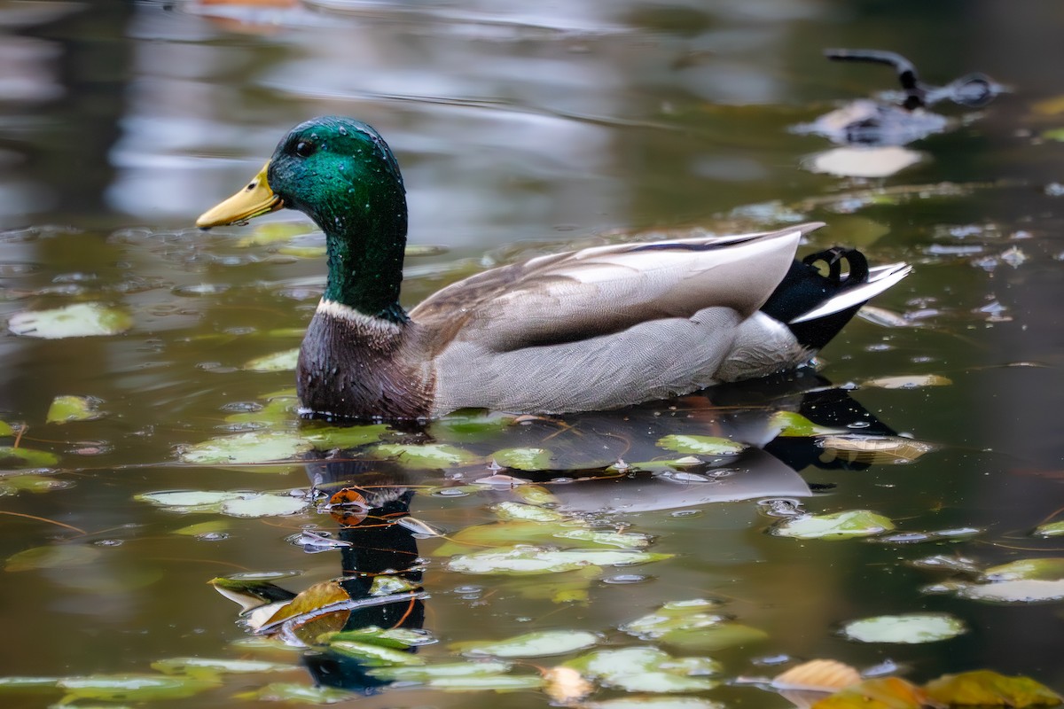 kachna divoká - ML645087692