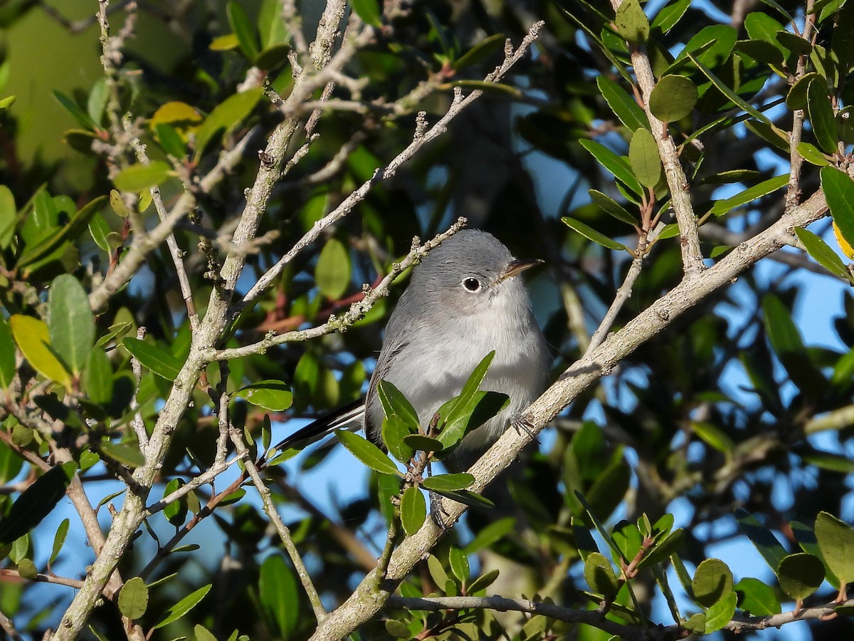 Комароловка сиза - ML645087696