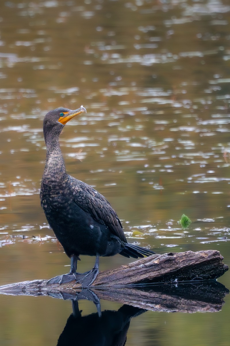 kormorán ušatý - ML645087704