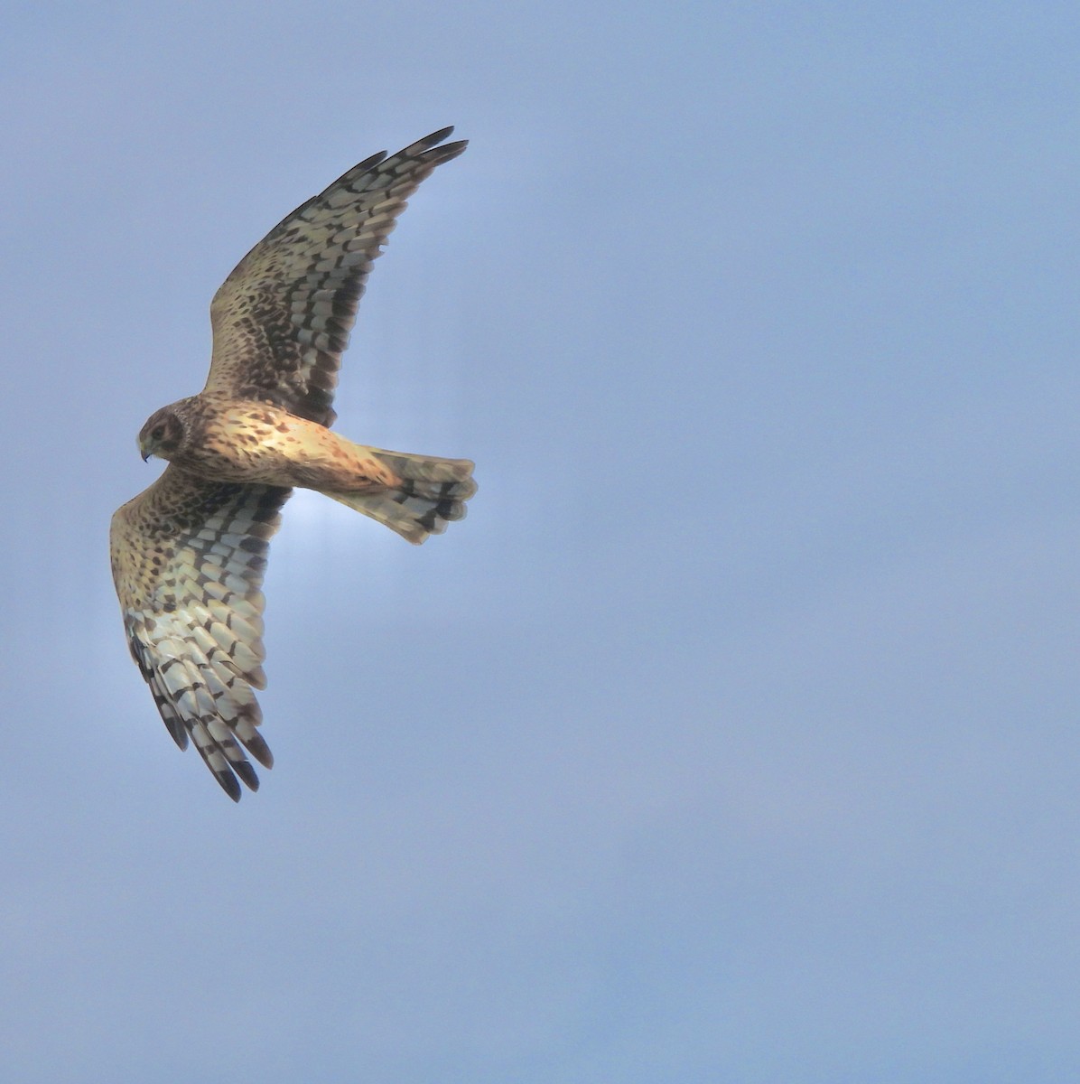 Northern Harrier - ML645087708