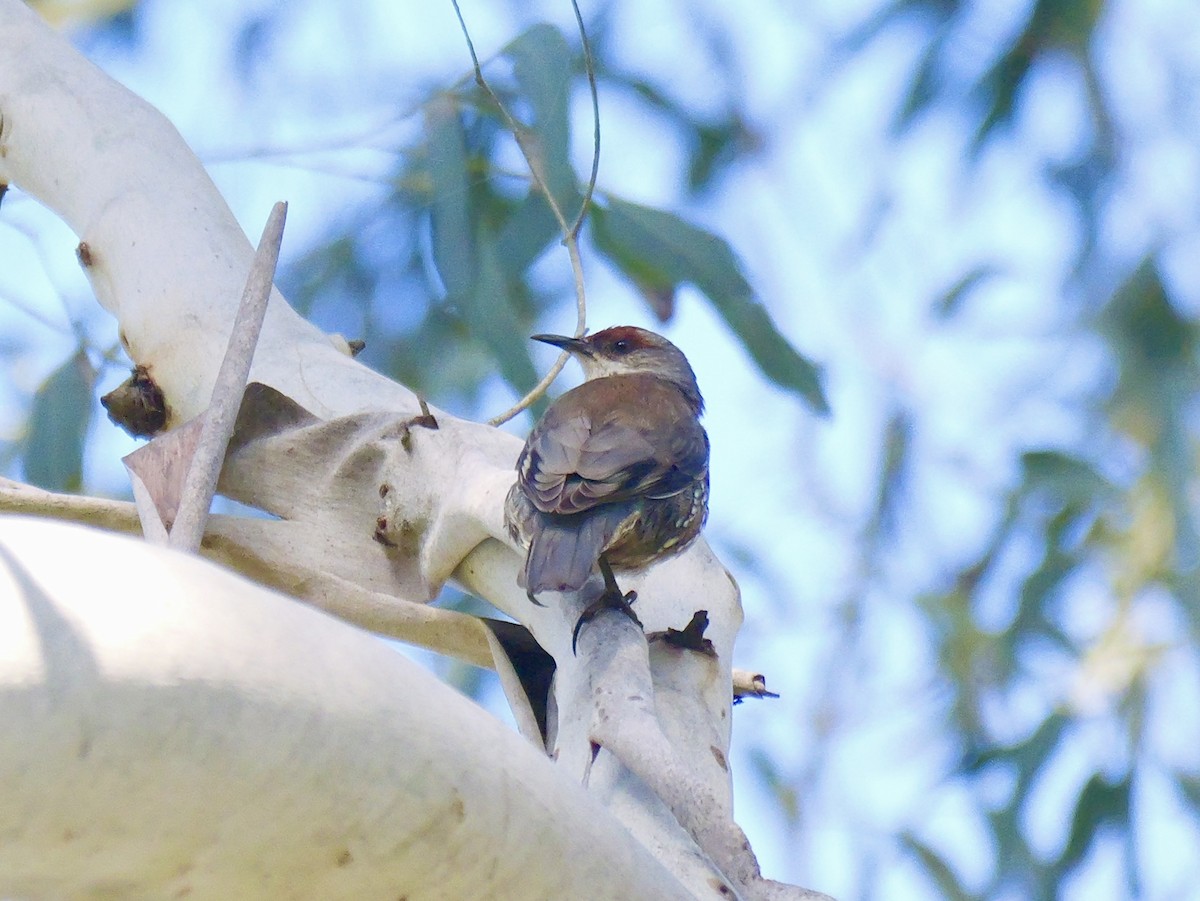 Red-browed Treecreeper - ML645087712