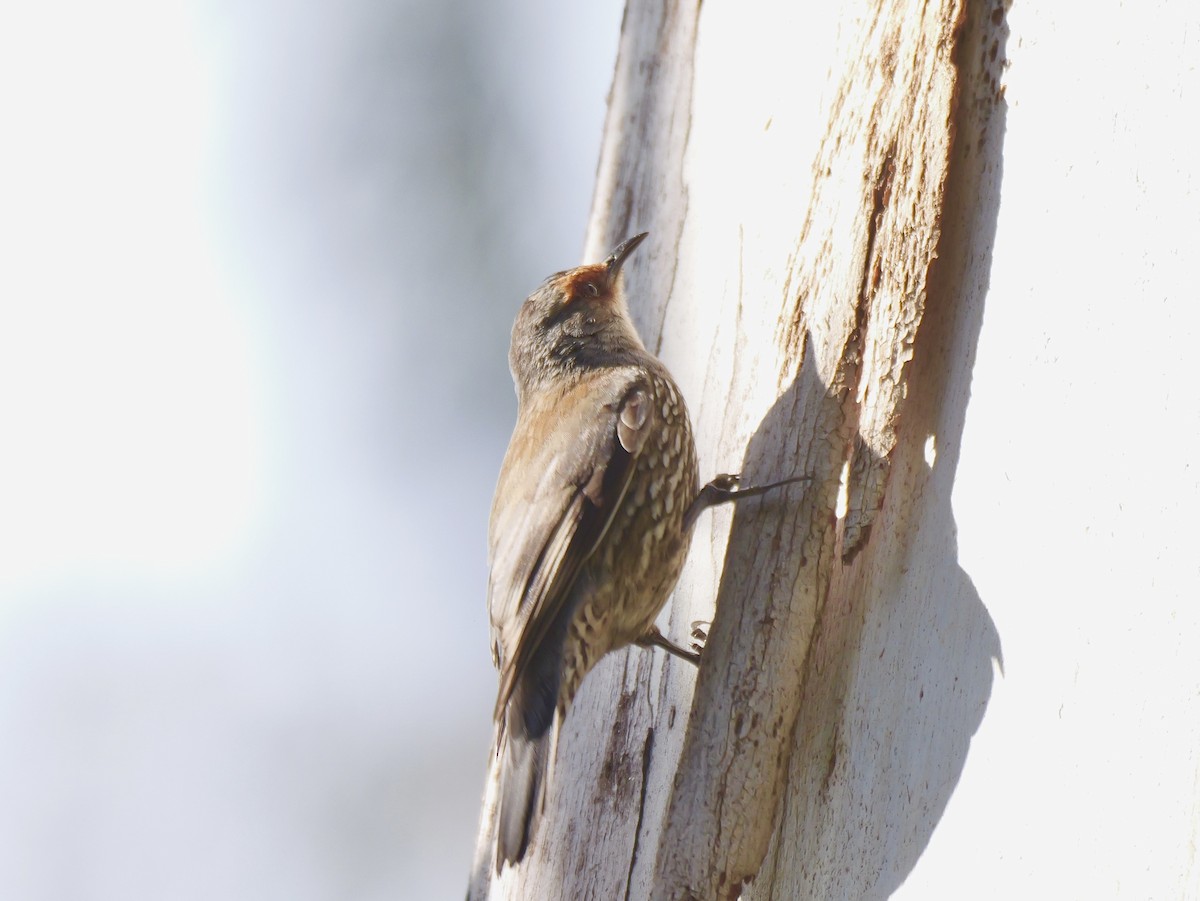 Red-browed Treecreeper - ML645087713