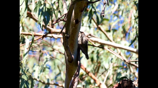 Red-browed Treecreeper - ML645087714
