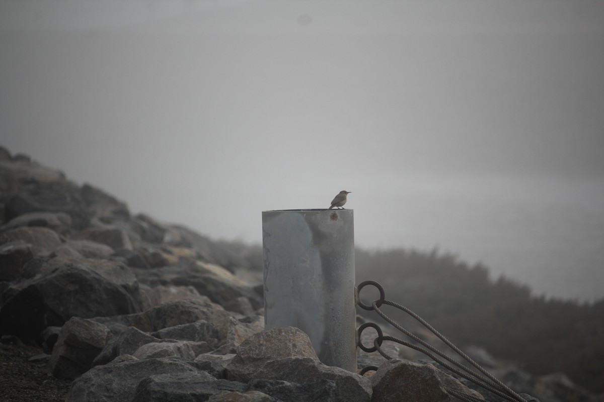 Rock Wren - ML645087720