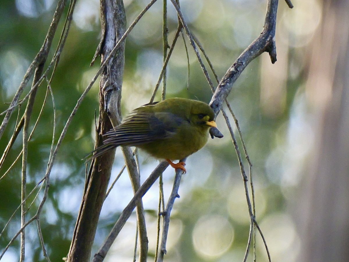 スズミツスイ - ML645087721