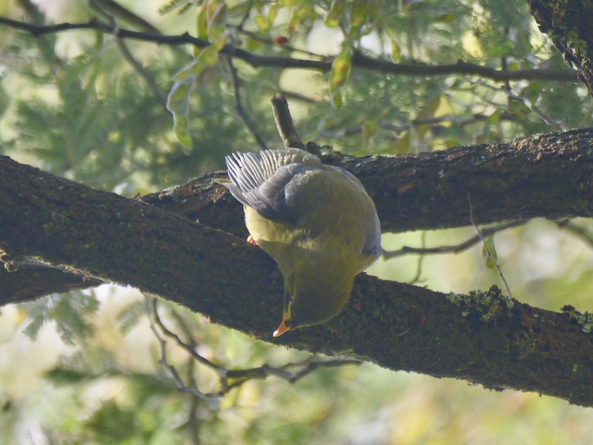 スズミツスイ - ML645087722