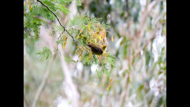 Bell Miner - ML645087723