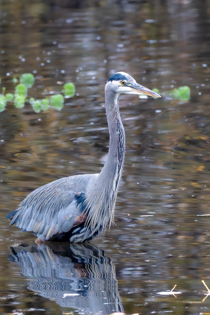 volavka velká - ML645087725