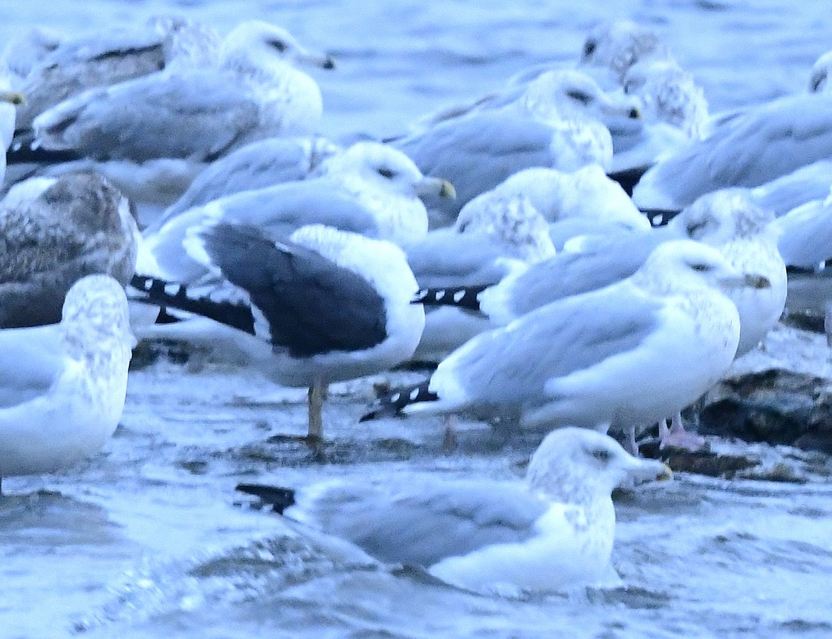 Gaviota Sombría - ML645087726