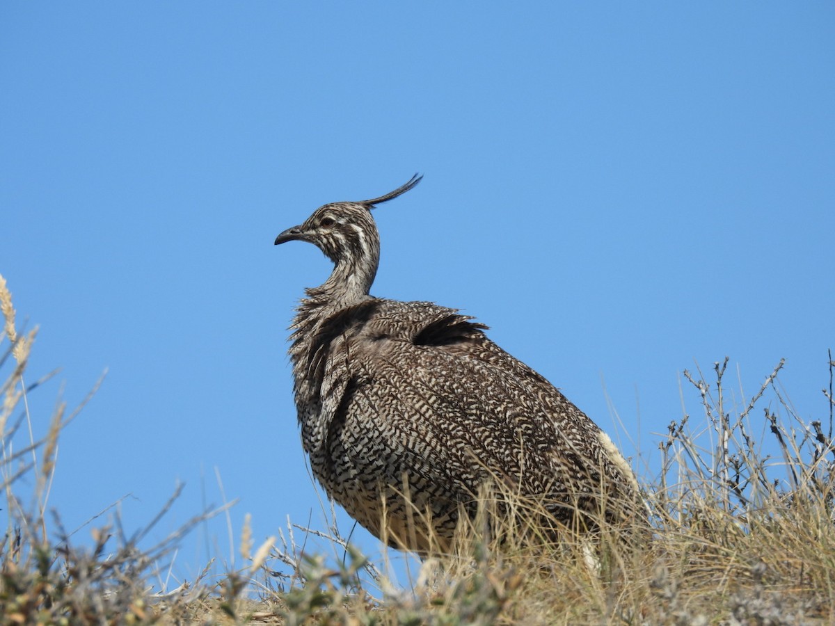 tinama argentinská - ML645087731