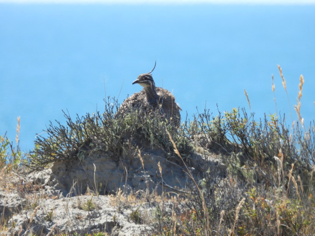 tinama argentinská - ML645087732