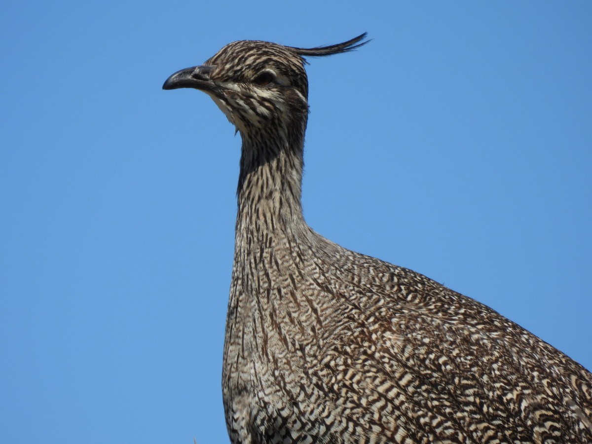 tinama argentinská - ML645087733