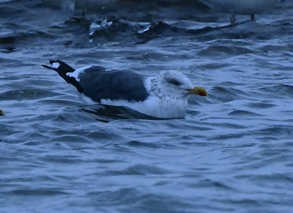 Gaviota Sombría - ML645087737