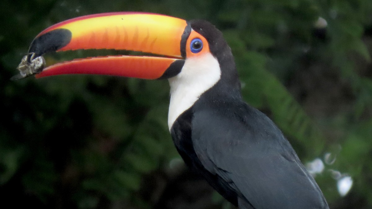 Toco Toucan - ML645087739