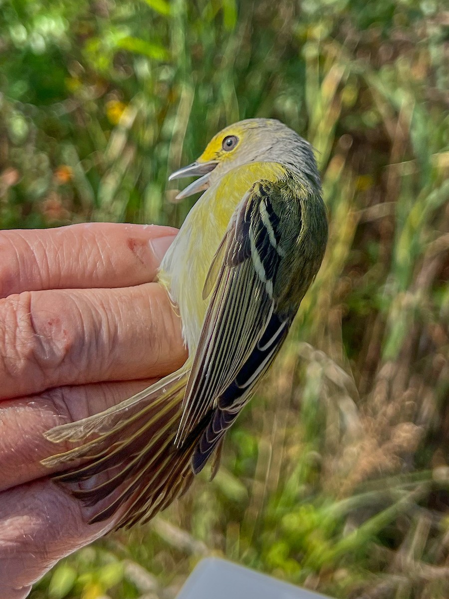 White-eyed Vireo - ML645087747
