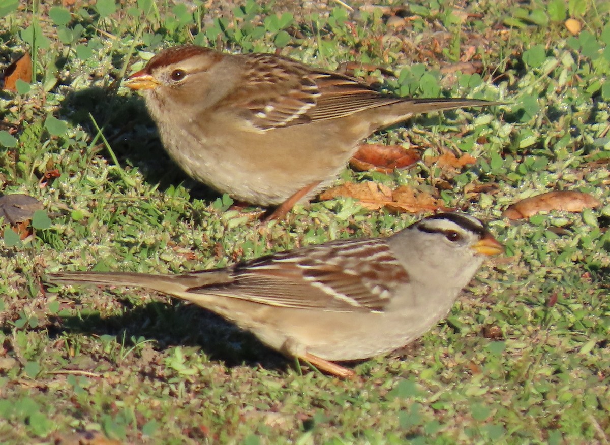 Porsuk Serçesi - ML645087753