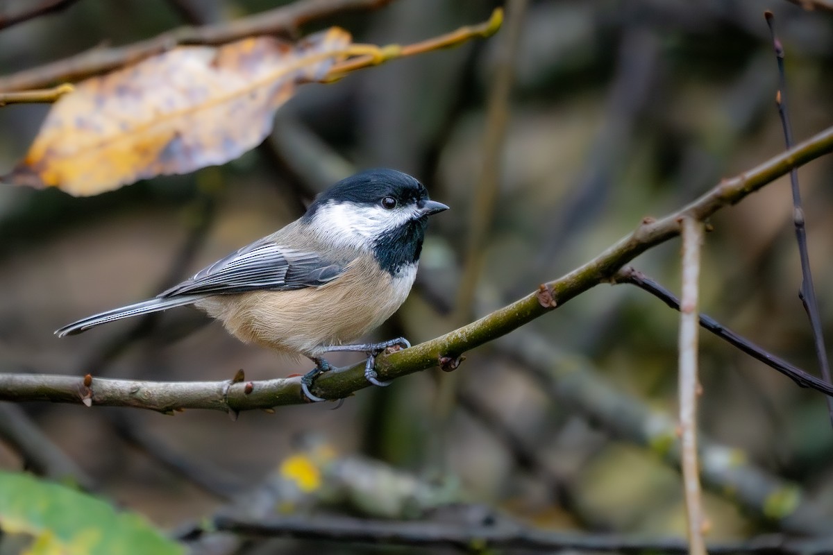 sýkora černohlavá - ML645087760