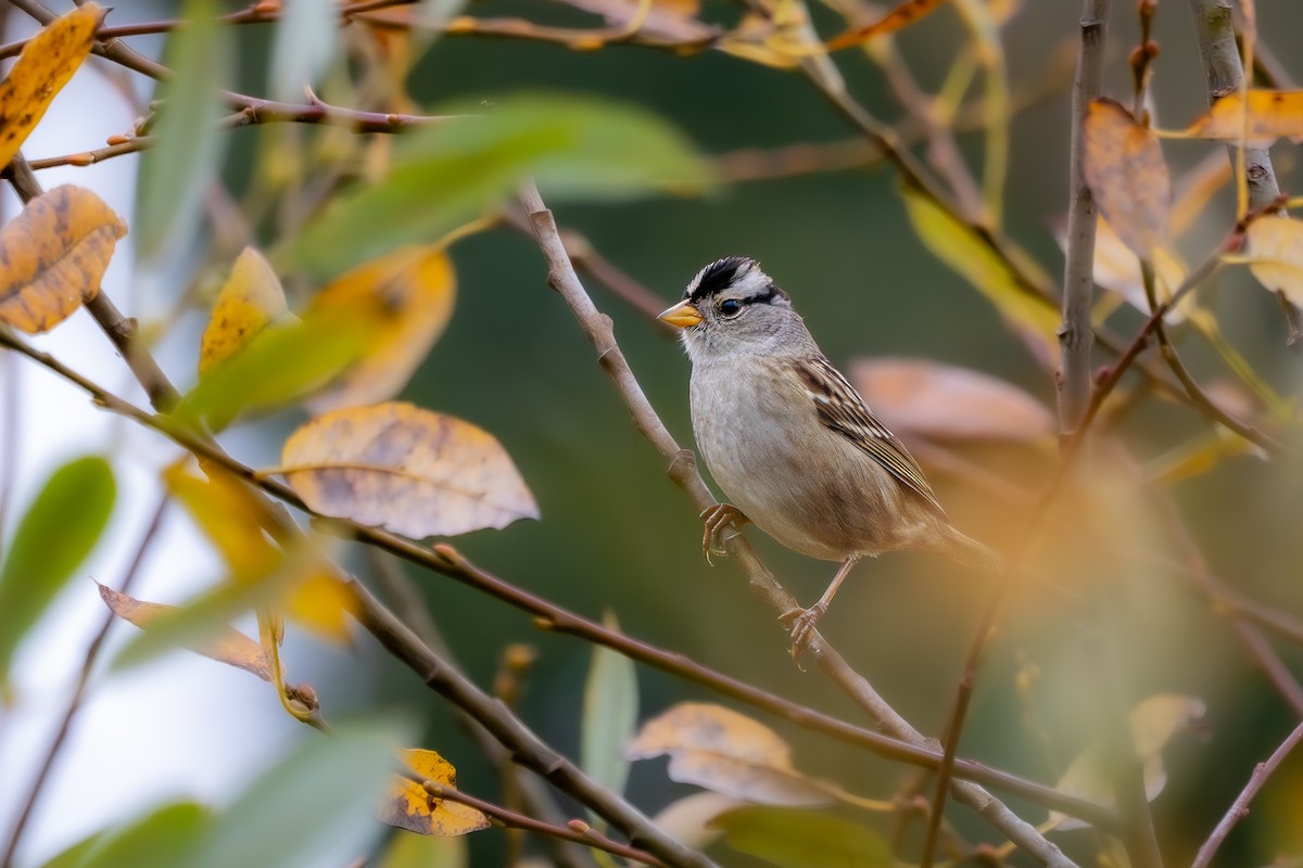 Porsuk Serçesi - ML645087770