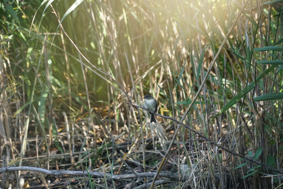 Eastern Phoebe - ML645087783