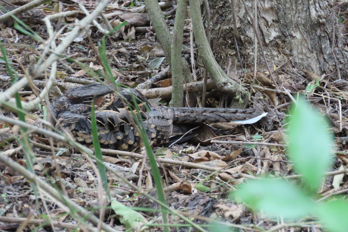 Пораке - ML645087787