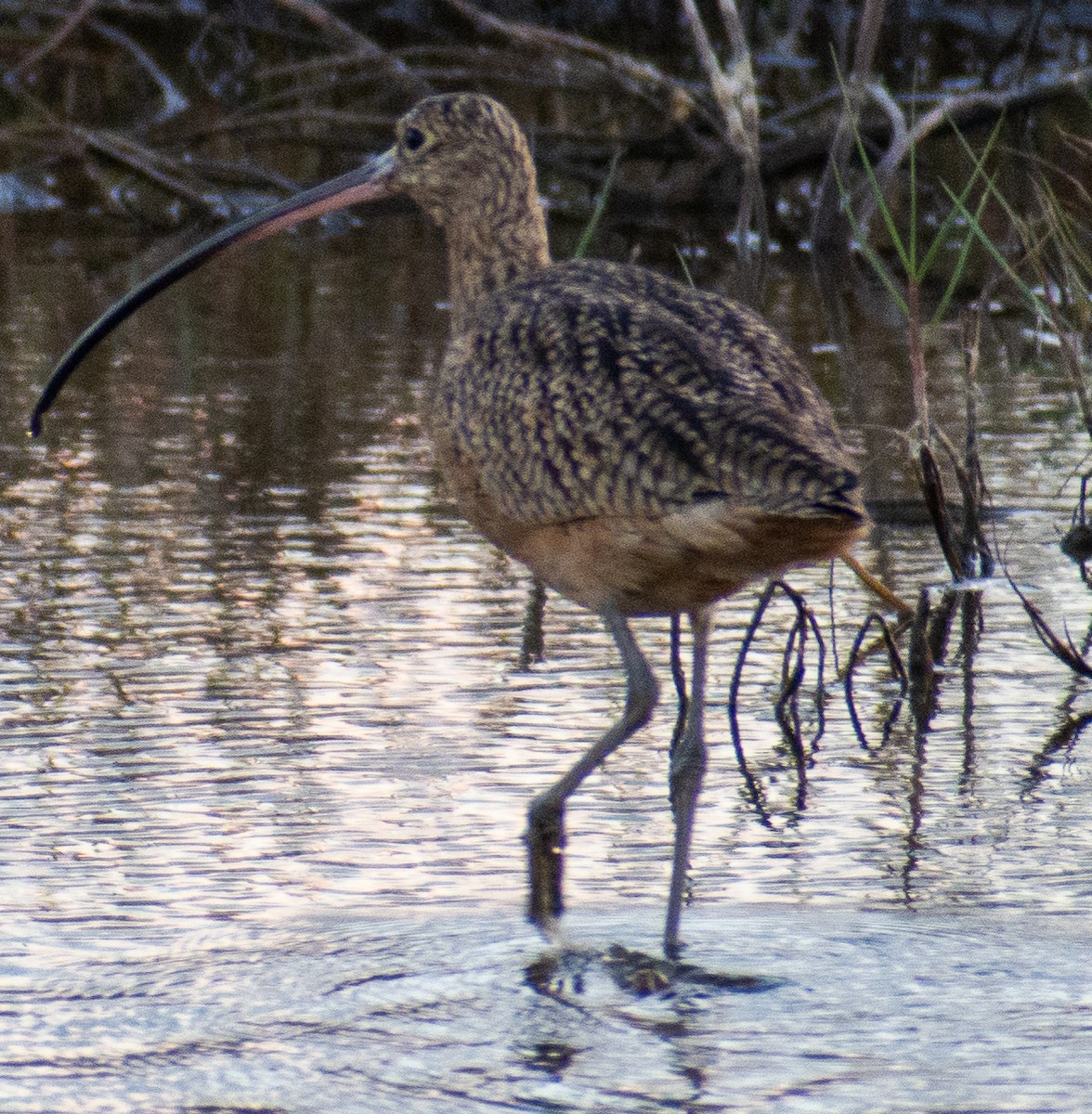 Long-billed Curlew - ML645087788