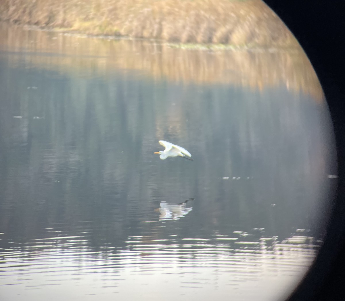 Цасч дэглий - ML645087789