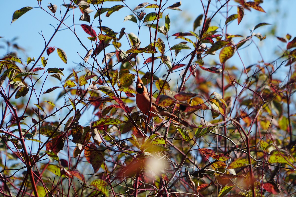 Northern Cardinal - ML645087792