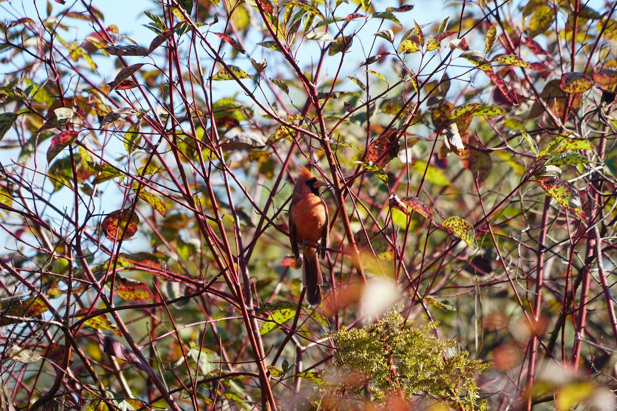 Northern Cardinal - ML645087794