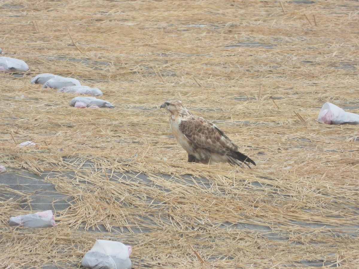 Upland Buzzard - ML645087798