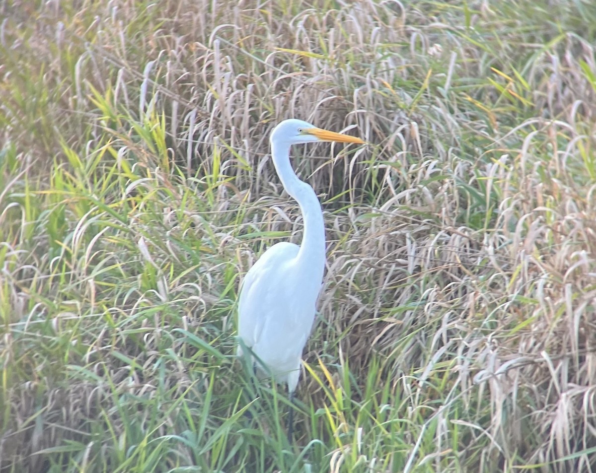 Цасч дэглий - ML645087801