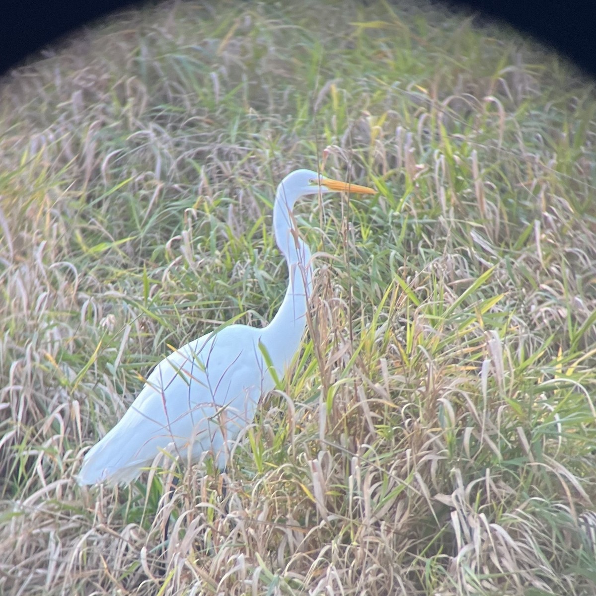 Цасч дэглий - ML645087806