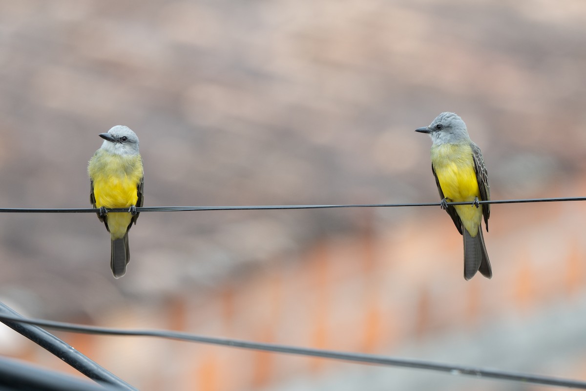 Tropical Kingbird - ML645087811