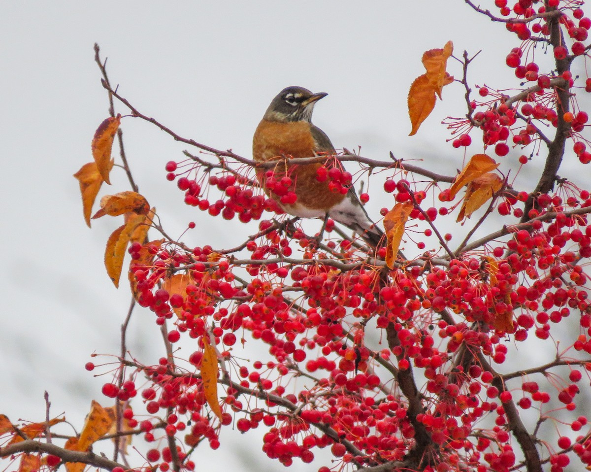 vandretrost - ML645087812