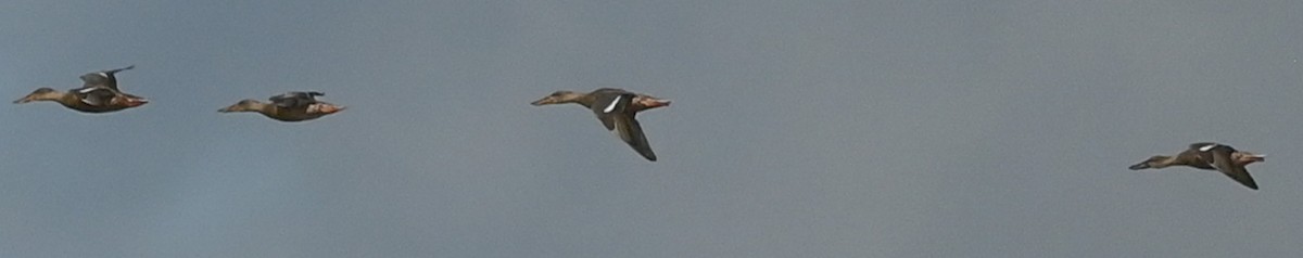 Mestolone - ML645087835